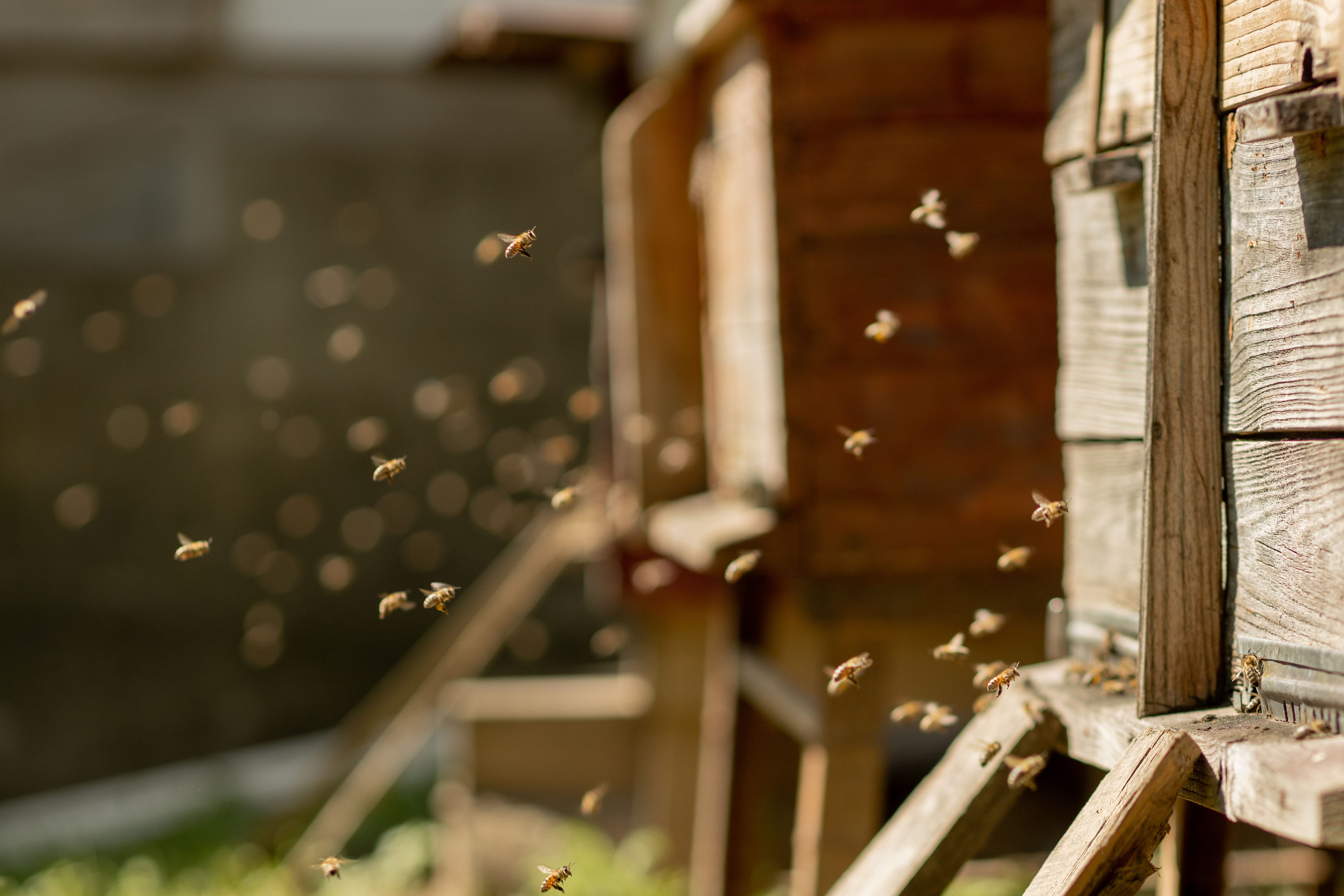 A Complete Guide to Starting Your Own Beehive